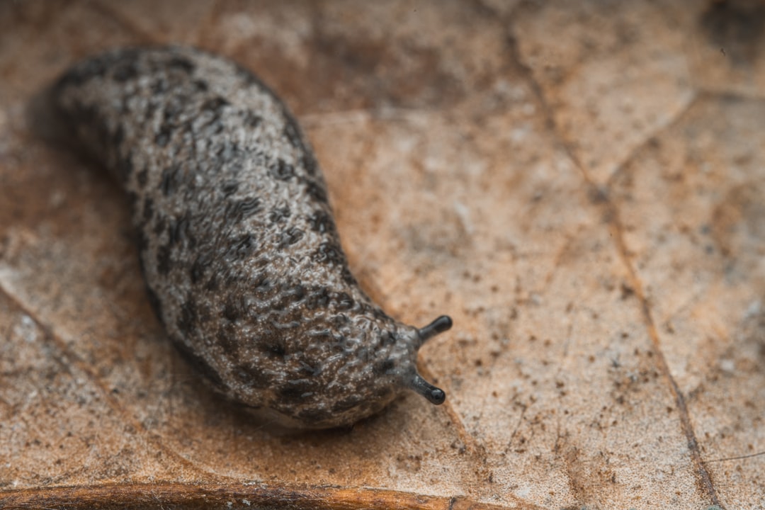 Bird watching for beginners