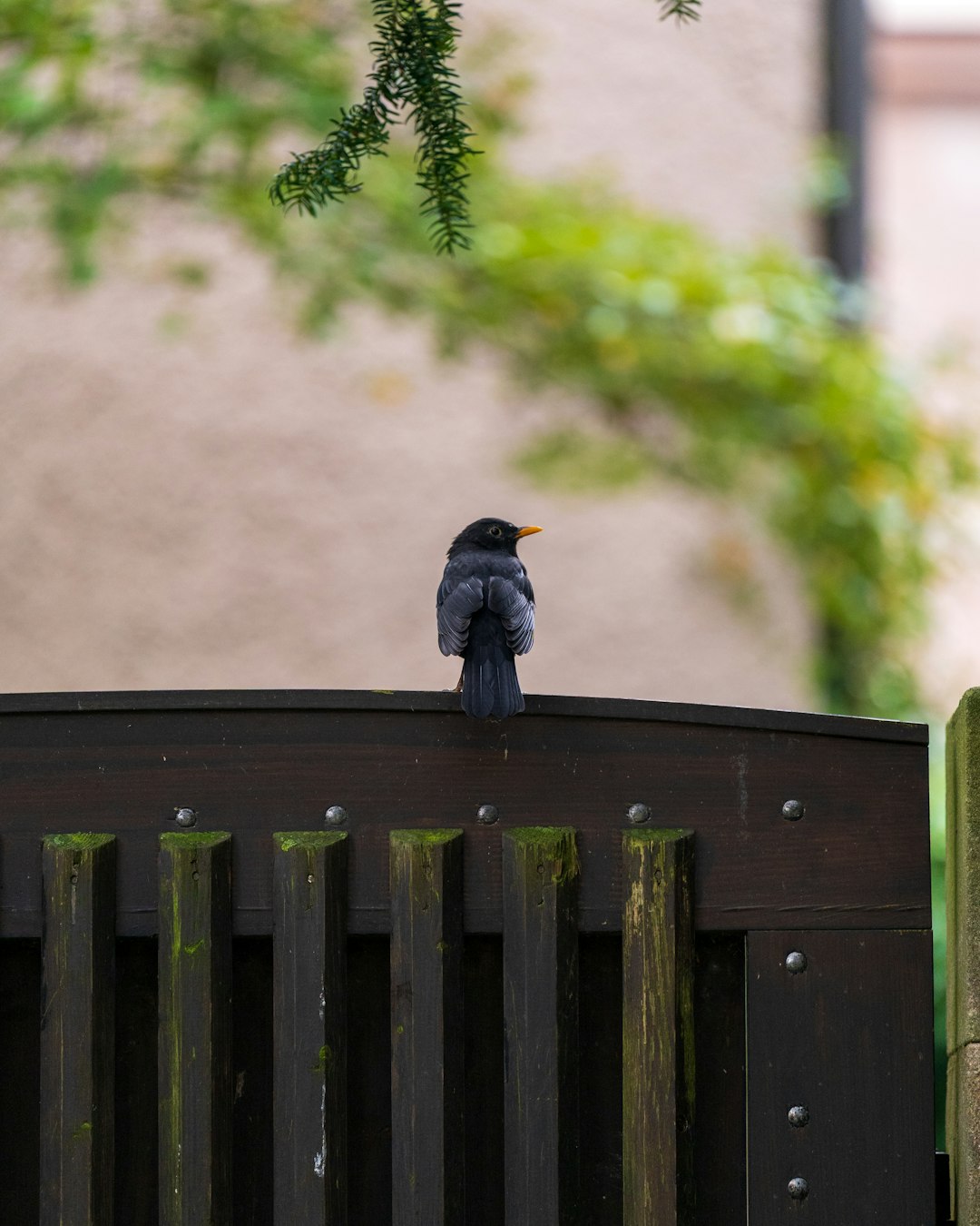 Bird Conservation Efforts